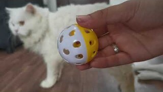 Unboxing Cat toys from shopee || Clowder zone