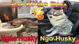 Dương KC | Sự khác biệt giữa Ngáo husky và Ngơ | chó đáng yêu | cute smart dog pet | Thú Cưng TV