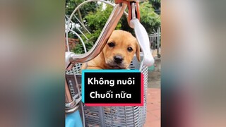 Không nuôi Chuối nữa. Ồn ào lắm...cunyeucuadua chó chócon chókhôn chócute