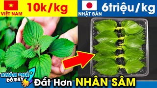 7 Thứ Cực Hiếm và Đắt Đỏ ở Nước Ngoài nhưng Lại Rẻ Hơn Bèo Ở Việt Nam | Khám Phá Đó Đây