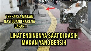 Astagfirullah Kucing Jalanan Ini Kepergok Lagi Sedih Makan Nasi Campur Debu Karena Lapar..!