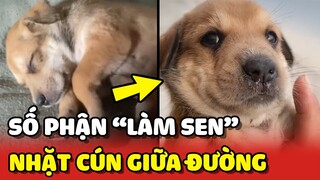 Chàng trai có SỐ LÀM SEN vô tình nhặt được chú chó con giữa đường 😍 | Yêu Lu