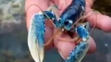 Baby blue lobster