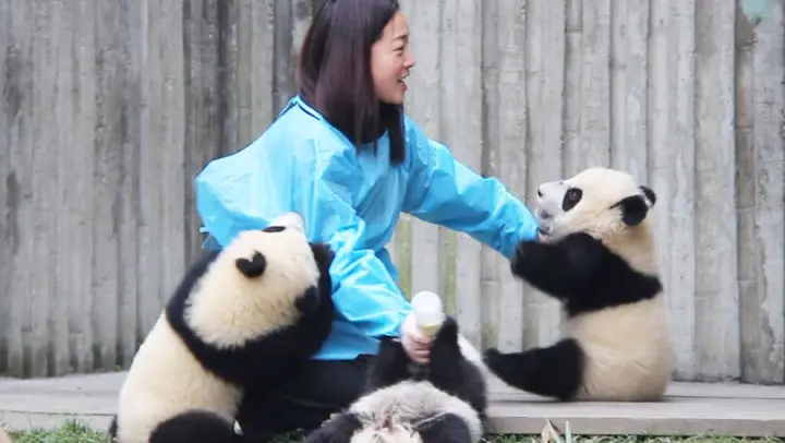 Pandas Trying to Get Milk