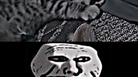 sad cat troll face