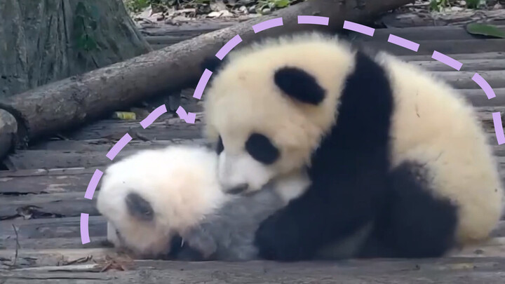 #Panda Wen Wen x Cheng Shi #Cinta seorang kakak.