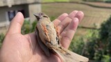 Burung Mencuri Makan Dan Terperangkap Di Antara Jendela