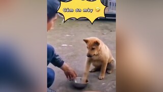 ad Tiện tay rửa giùm cái bát nha sen🤣🤣🤣 chó_cưng xuhuongtiktok cườikhôngnhặtđượcmồm