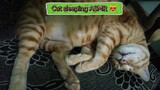 Cat sleeping 😻