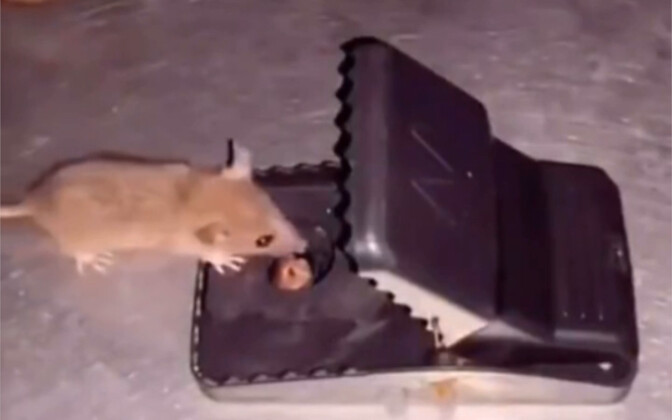 It turns out that mice don’t communicate with each other, and the last one was so miserable