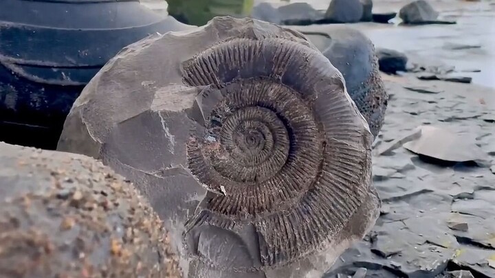 Opening a 185-million-year-old fossil