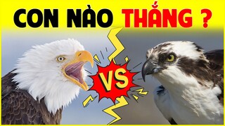 Đại Bàng VS Chim Ưng Biển | Con Nào Thắng - Cuộc Chiến Kinh Điển Giữa 2 Loài Chim