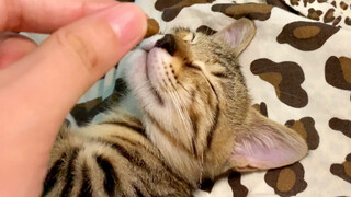 [Hari Ke-78 Memungut Kucing] Reaksi Kucing Tidur Mencium Makanan?