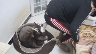 Kentut Ke Husky, Apa Yang Akan Terjadi?