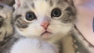 Super Cute Animals | Adorable Moments