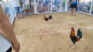 Sabungan Sa Siain Quezon opening day 2nd fight win