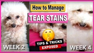 HOW TO REMOVE TEAR STAINING ON MY TOY POODLE DOGS-  Tear Stain Problems | The Poodle Mom