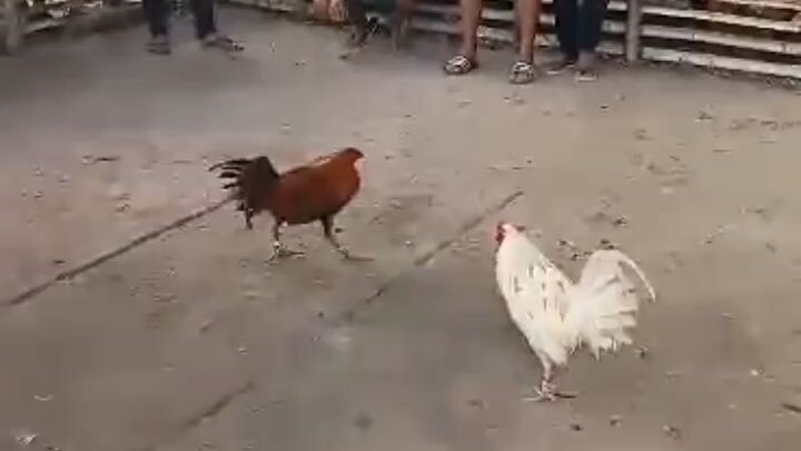 (First fight ) WIN 🏆