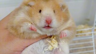 Saya tidak dapat dipisahkan dari ketiga bunga ini & Mengapa gigi hamster berwarna kuning?