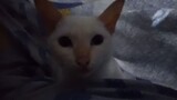 Blue eyed white kitten 🐾