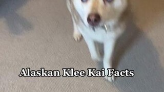 How many klee kai in the world? Let us know if you guessed right? learnontiktok