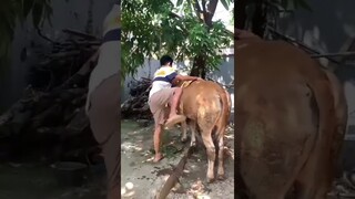 TUTORIAL NAIK SAPI 😂 #sapi #sapingamuk #sapiqurban