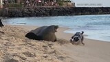 Kaiwi, pup approached by 2 dogs, officials remind beachgoers to stay clear of seals