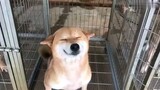 Pet | Hilarious Moments of Shiba Inu 
