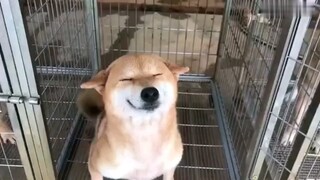 Thú cưng dễ thương | Sự mê muội thường ngày của Shiba Inu