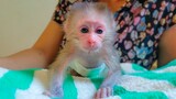 Healthy Baby Monkey!! Tiny Luca pulls the body up by his hands wants to show Mom he's so strong