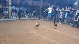 3 Cock Derby @ Rosario Agsur.