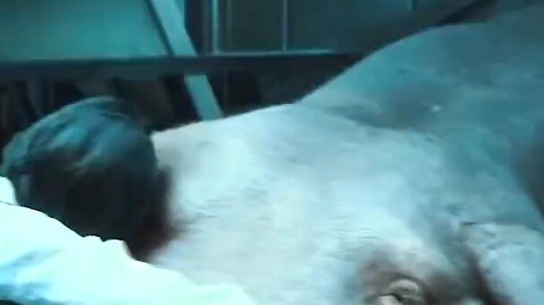 The super pig who can fry fish: "If you save my life, I will protect you for the rest of your life"!