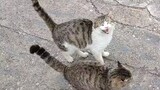 Hoạt hình|Hai người hoảng sợ sau khi biến thành mèo