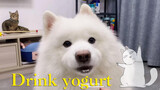 My cute cat & dog love yogurt