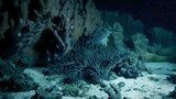 This Giant Snail A Coral Destroyer