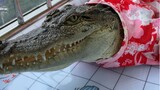 Bạn có biết cá sấu con phát ra âm thanh này như nào không?