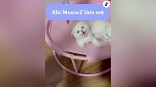 Cái nết của bà mẹ MeowZ nó vậy hả mọi người 🥲 Là dành ăn với con? nhacona nabongdaily catsoftiktok xuhuong fypシ meow mèo nabongne