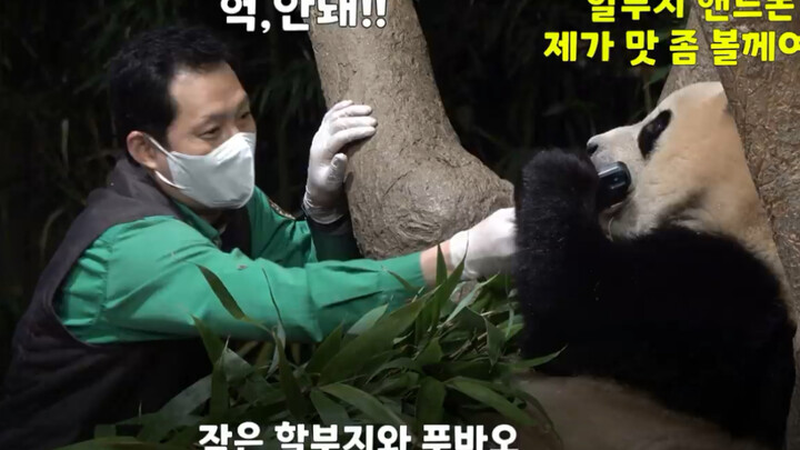 Panda Channel | Measuring The Head Circumference Of Fubao 