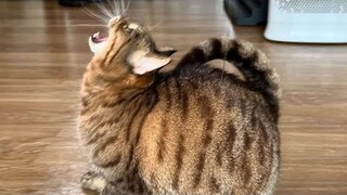 😂 Funniest Cats and Dogs Videos 😺🐶 || 🥰😹 Hilarious Animal Compilation №357