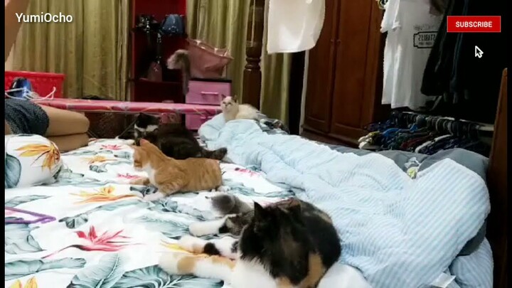 CATS PLAYING IN MY BED