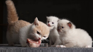 A Gua Sha Master Teaching A Kitten to Eat A French Lamb Steak