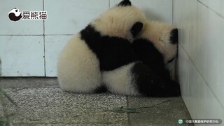 两只熊猫宝宝墙角互糯