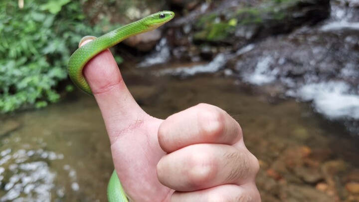 Bertemu dengan si hijau kecil yang baik dan lembut 