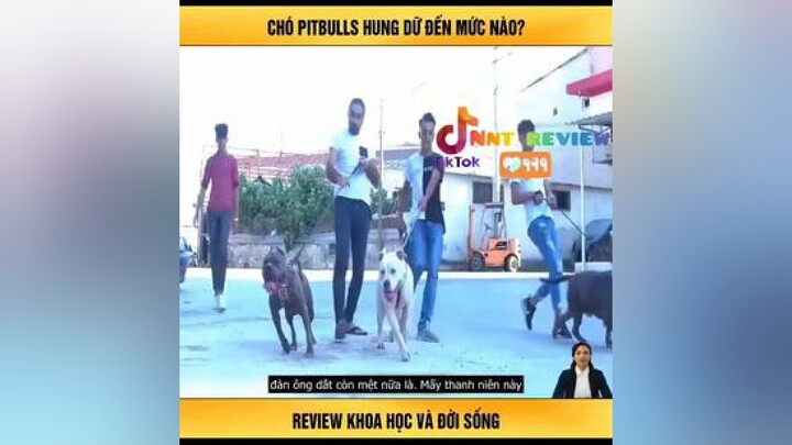 Chó Pit Bull nntreview2 reviewphim reviewphimhay mereviewphim