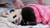 【Panda Ya Song】Sleeping With Blanket