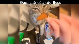 Đam mê của các Boss #meme