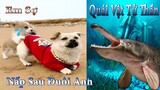 Thú Cưng TV | Dương KC Pets | Bông ham ăn Chíp Cute #43 | chó vui nhộn | funny cute smart dog pets