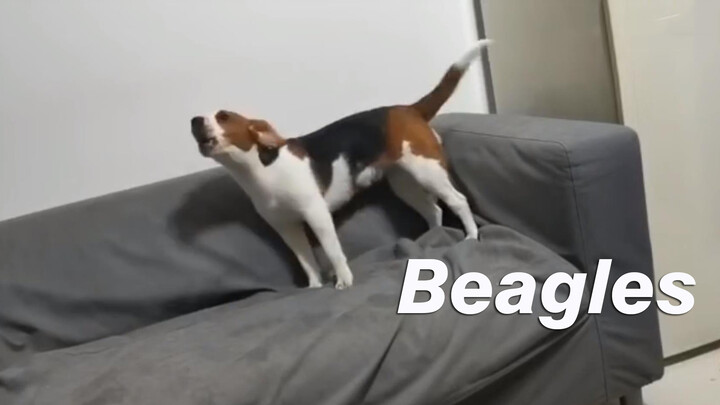 This Beagle Is So Good at Quarreling [Dog Expelling]