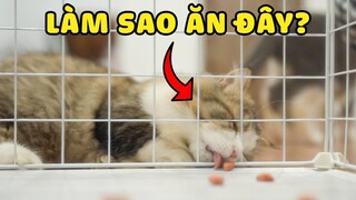 THỬ THÁCH LẤY ĐỒ ĂN RA KHỎI LỒNG | The Happy Pets #99