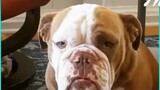 guilty Dog face reaction 😂 | Dog lifestyle
